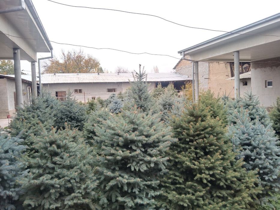 Продаються ёлки свои