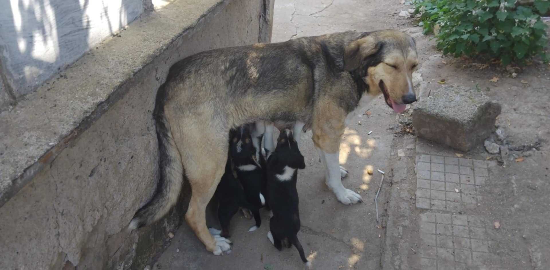 Подарявам кученца