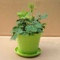 15 seminte Mimosa Pudica - planta reacționează la atingere