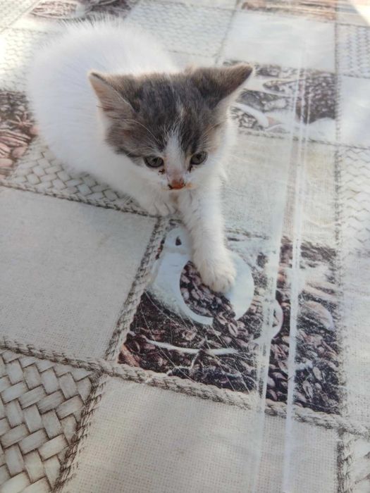 Подарявам 4 котенца на 2 месеца