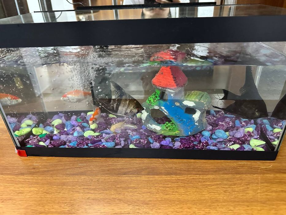 Аквариум с рыбками