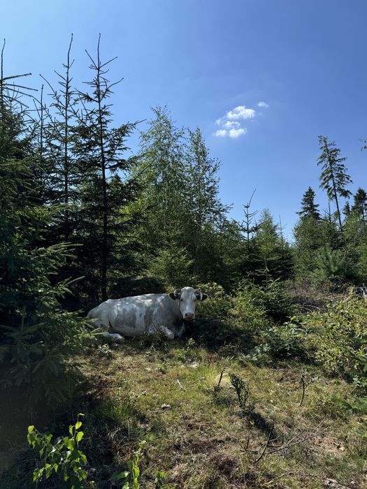 Vaca baltata romaneasca