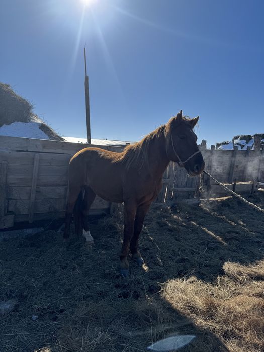 Қостанай тұқымды айғыр.