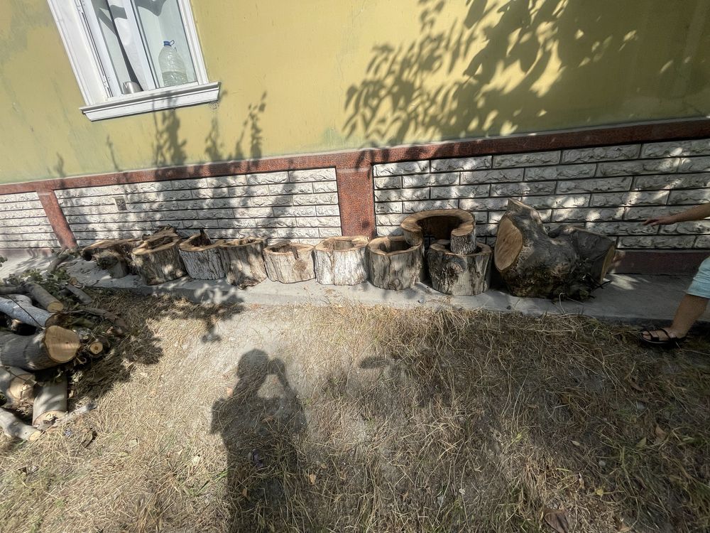 Qwga utinlar yongog va olcha arzon