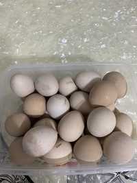 Яйцо цисарки домашние 200 тг