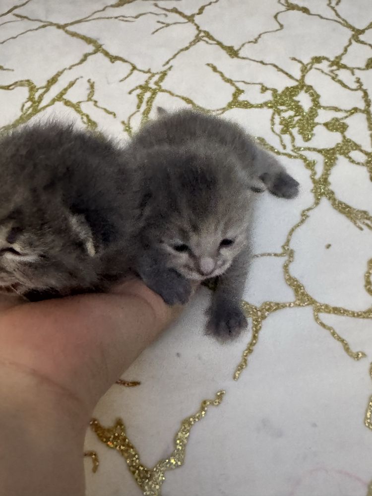 Котята скотиш фолд  можите бронирут