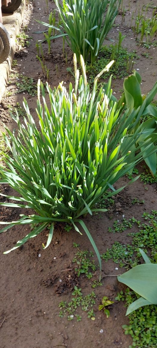 Plante perene pentru grădină(liliac, crini, narcise)