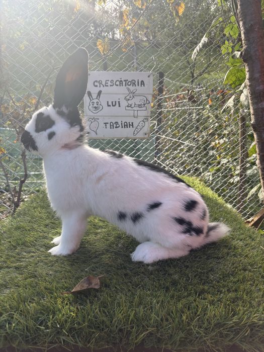 Mascul Tanar Metis Fluture