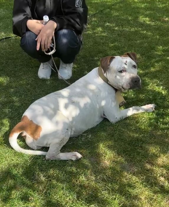 ПорОдиСтыЕ сОбаЧки девочки,стерелизованая