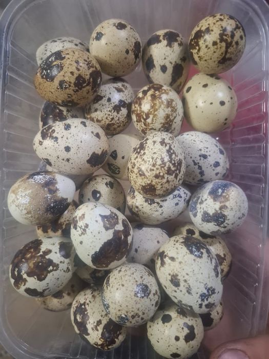 Продам Перепилийные Яйца