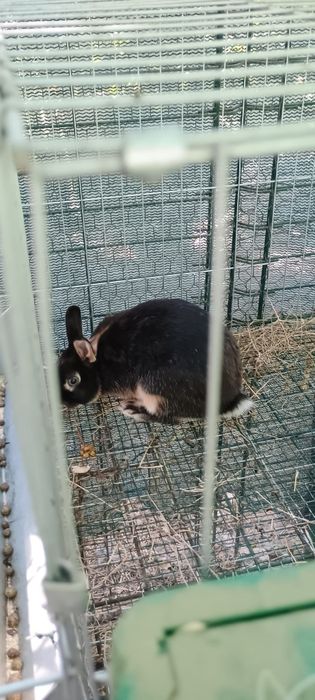 Iepuras pitic de rasa(femela)