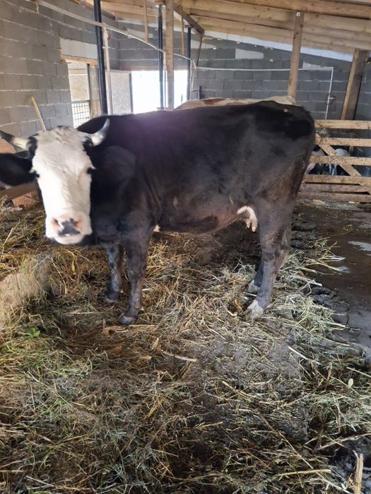 Vând doua vaci baltata românească