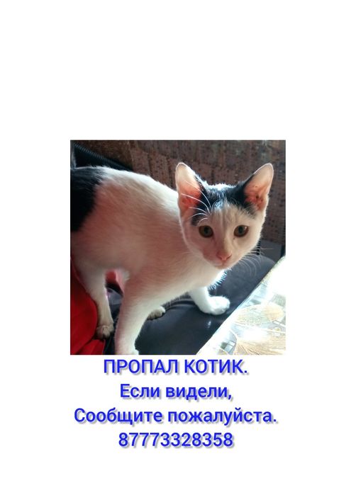 Пропал котик ...
