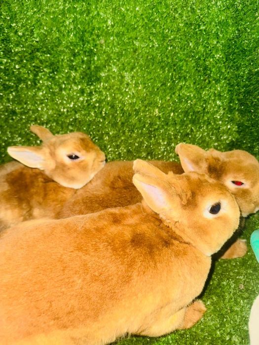 Мини, декор кролики продам