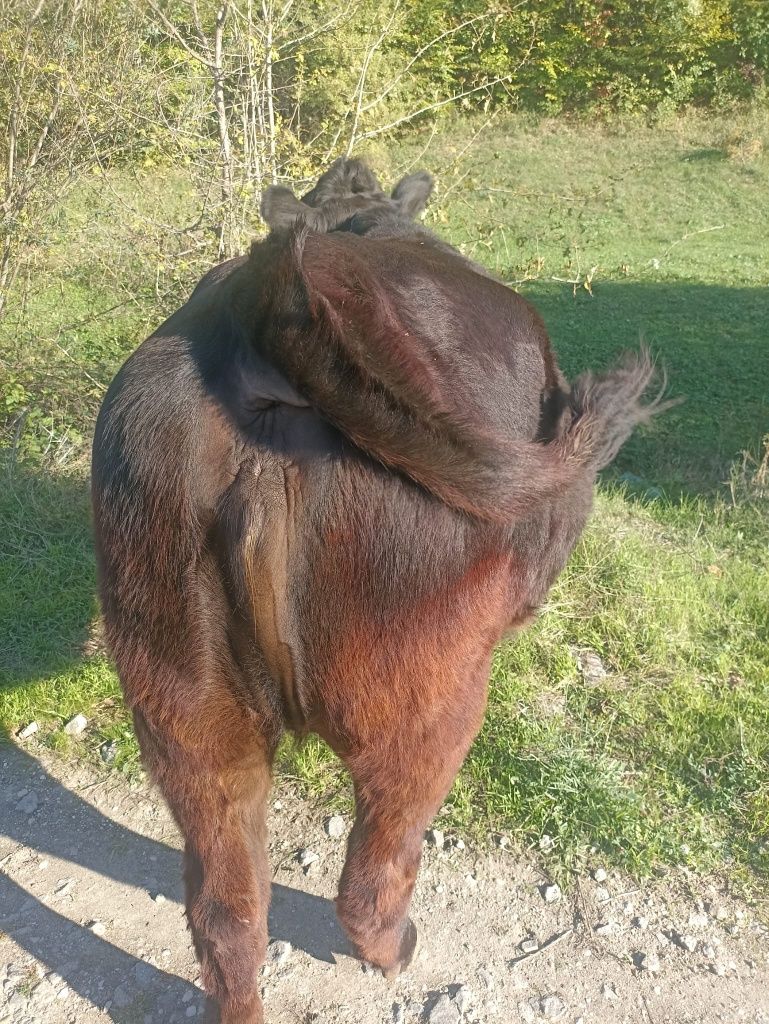 Vand juninca Angus