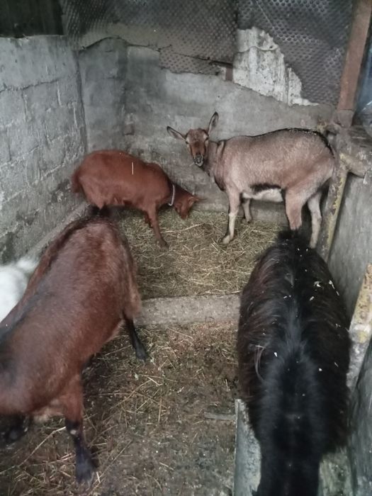 Vând sau schimb cu cereale porumb grâu