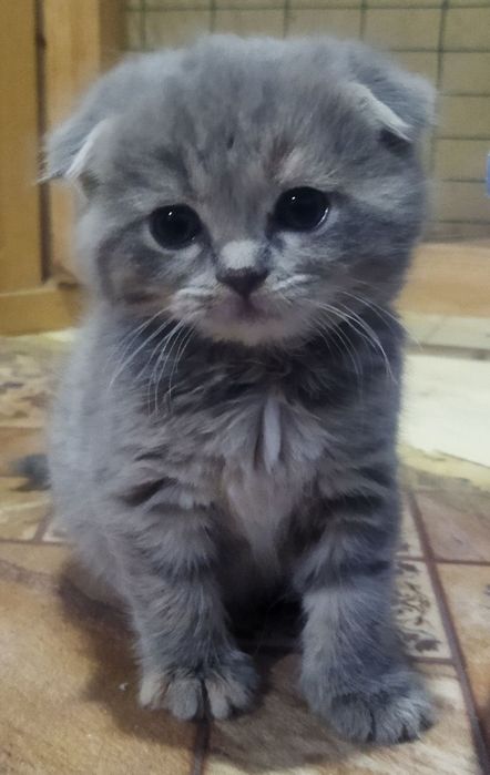 Шотландские котята