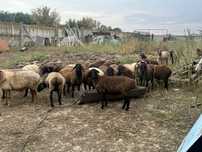 Продается бараны цена договорная