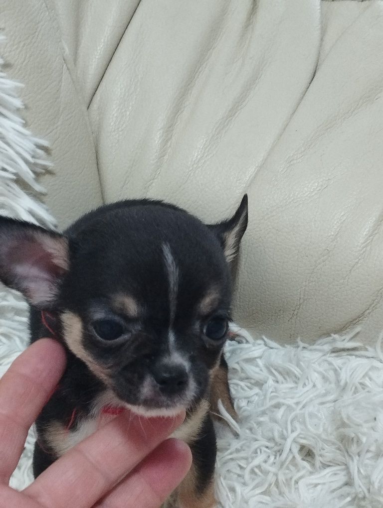 Chihuajua Talie Mica Toy