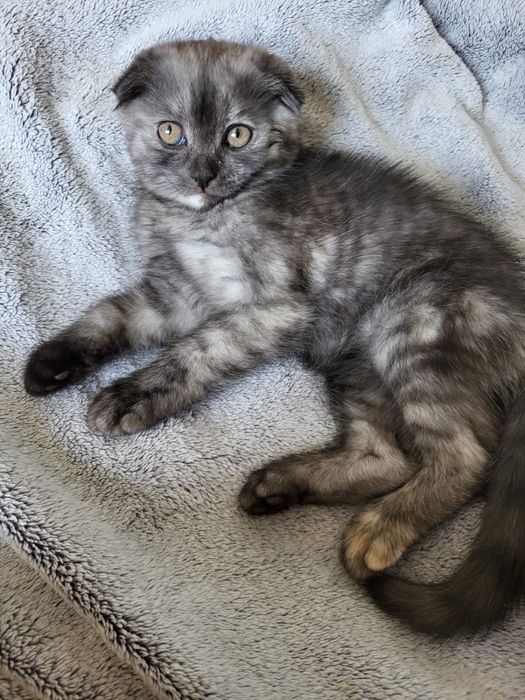 Кошка котёнок Мысык маргау