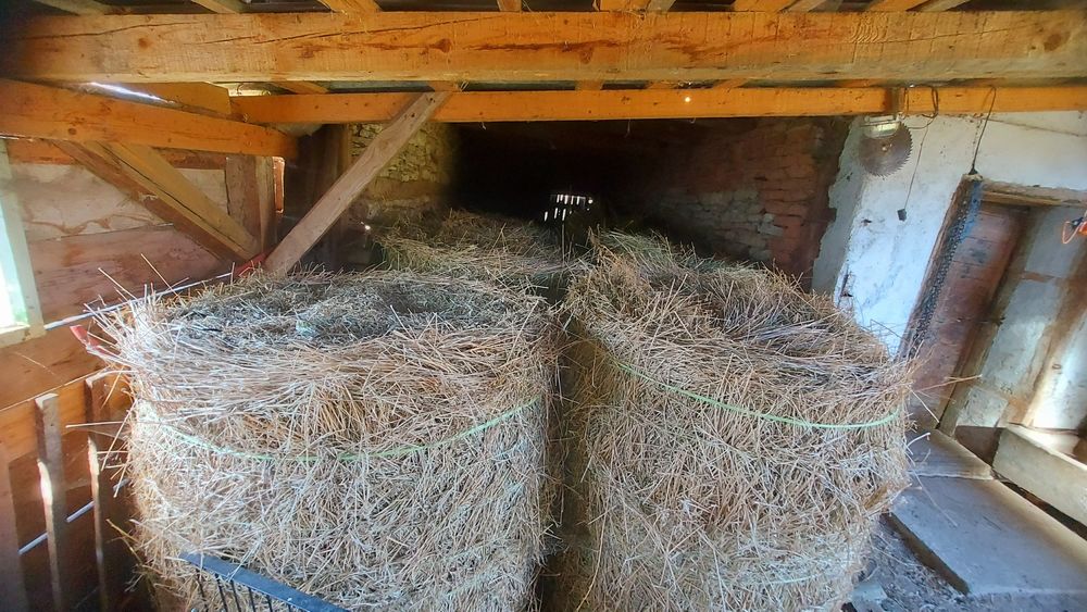 Baloti de lucerna si otrava