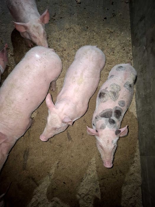 Продавам малки прасенца !