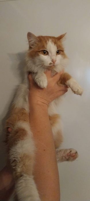 Рыжий котик подросток ищет дом