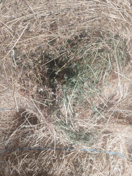 Vând lucernă  casă 2 și 3