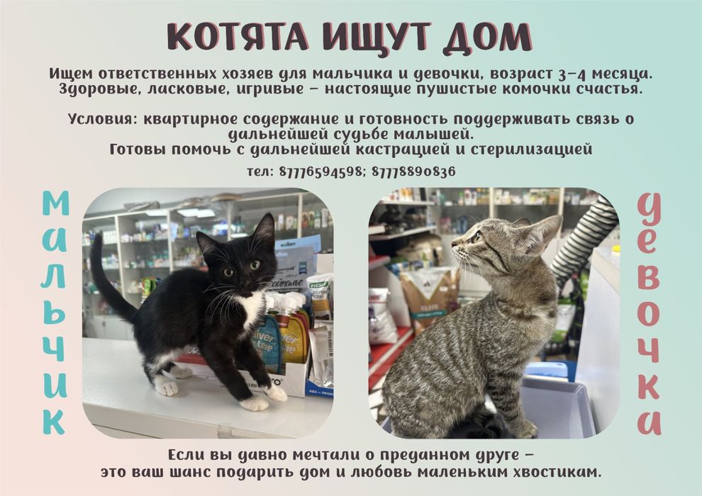 Пристроим котят в заботливые руки