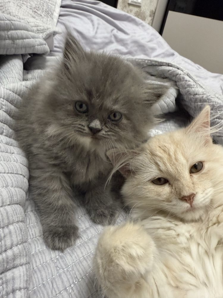 Котята 2мес сибирской породы