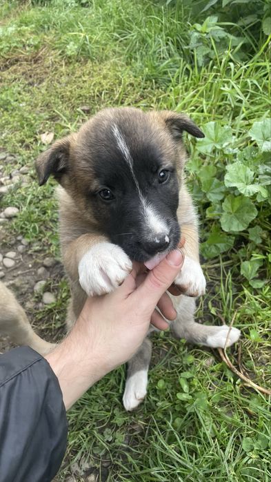 Dau spre adoptie catei