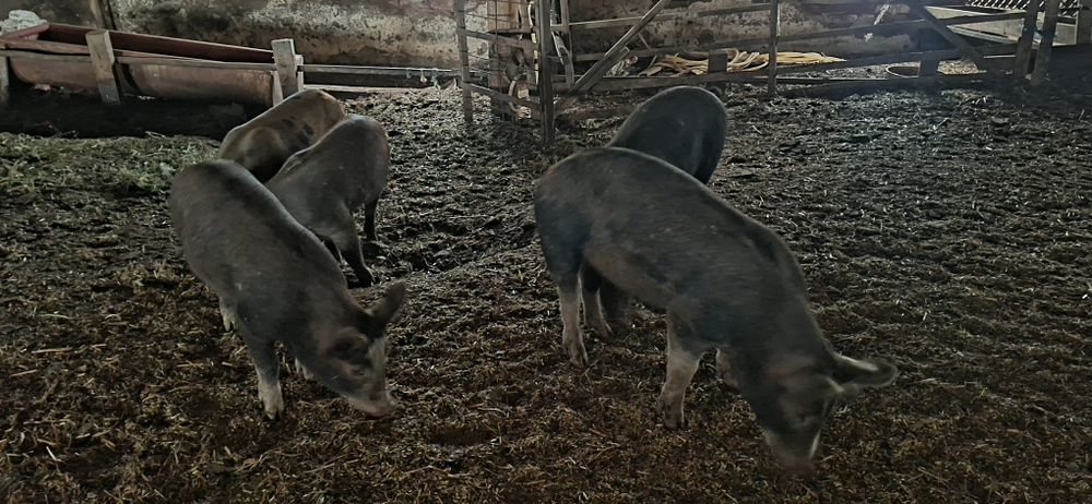 Продавам прасенца мелези