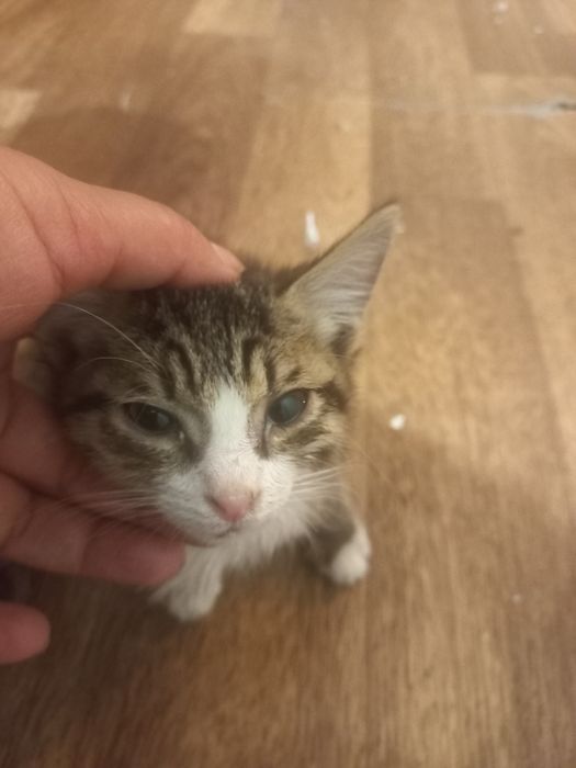 Отдам в хорошие руки котенка