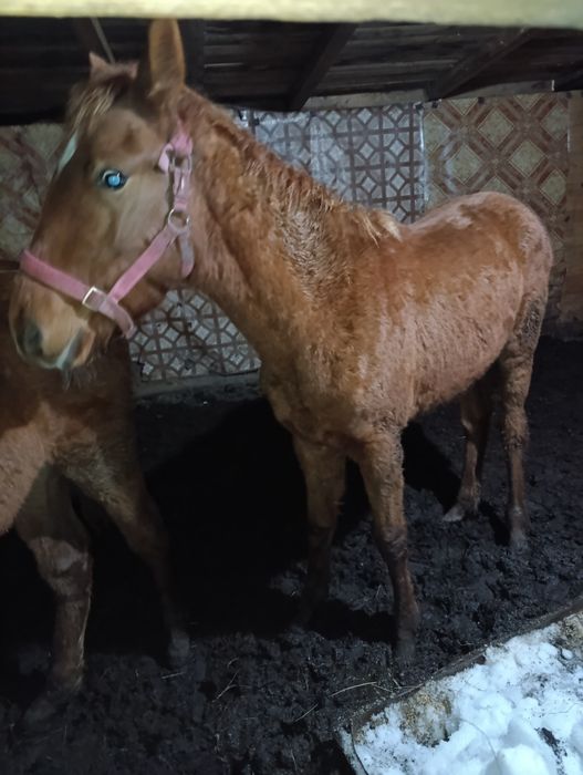 продам двух красных жеребят
