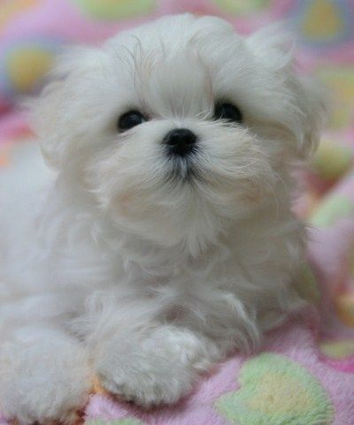 Bichon maltez mini toy