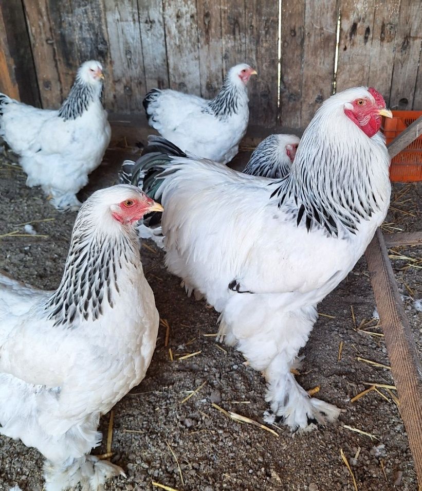 Vând familie brahma herminat deschis