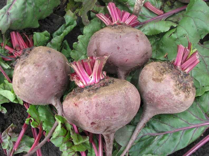 Свекла в Петропавловске