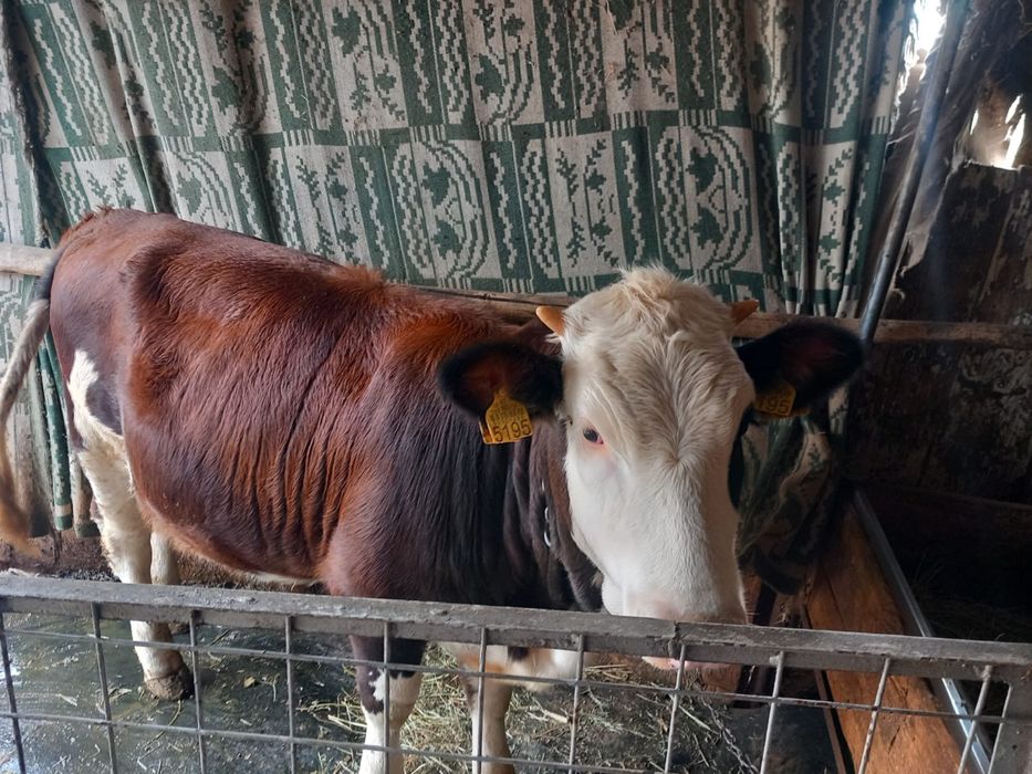 Vițică de vânzare