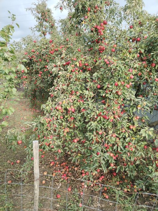 Vând mere naturale nestropite soiul ionatan și iadaret e