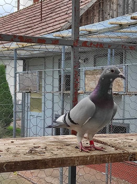 Vand porumbei voiajori sport