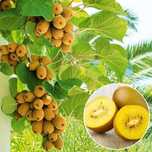 Kiwi (Soiul Gold fără puf )