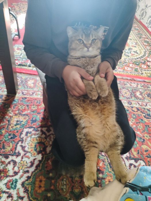 Продается британский котенок