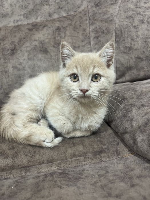 Britanskiy ògil bola