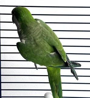 Попугай Калита пара