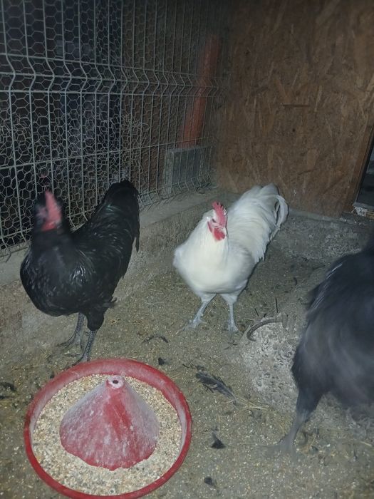 Cocos Australorp  alb,7 luni