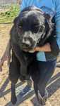 Catelusa spre adoptie