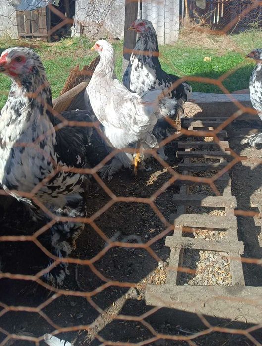 Cocosi brahma bobat, portelan si isabel