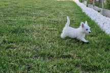 Westie-West Highland White Terrier fetita