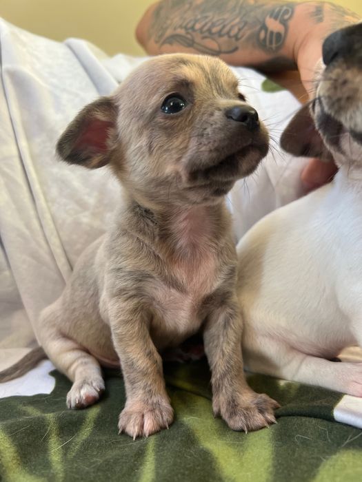 Кученца чихуахуа