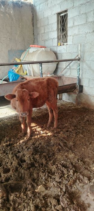 Yosh buqacha sotiladi